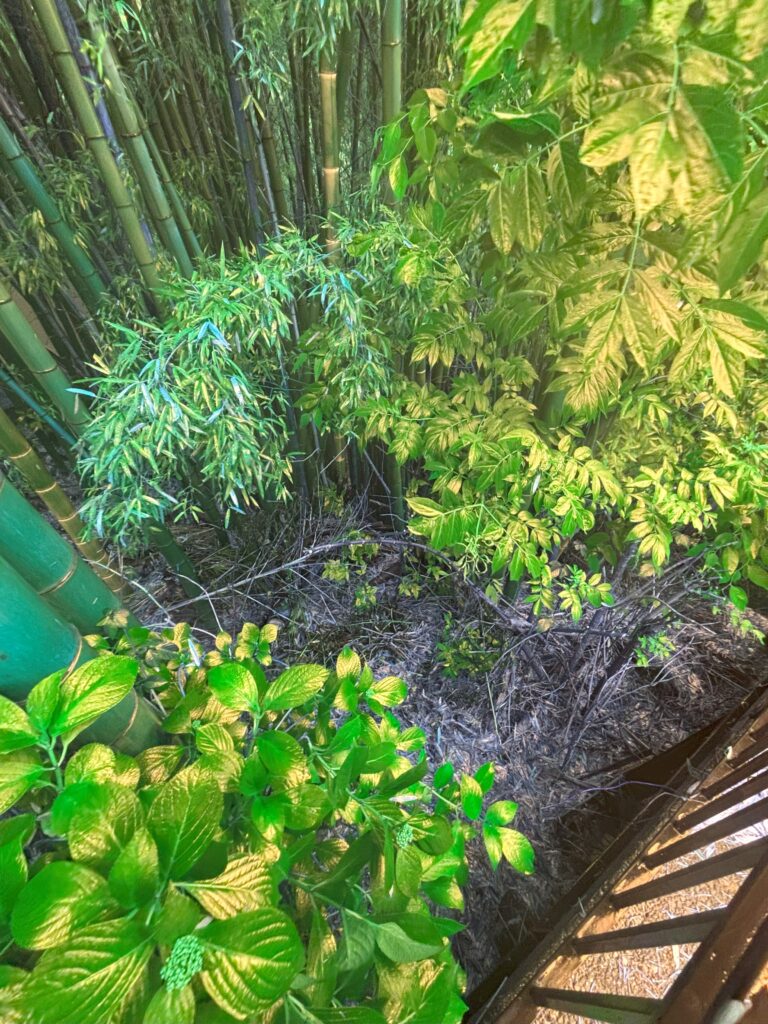 【現調】👀竹林🌳