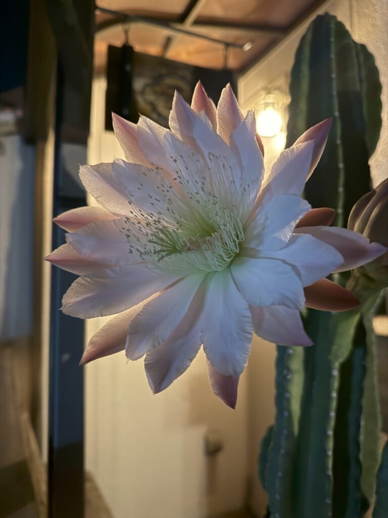 【西東京Branch】開花🌸
