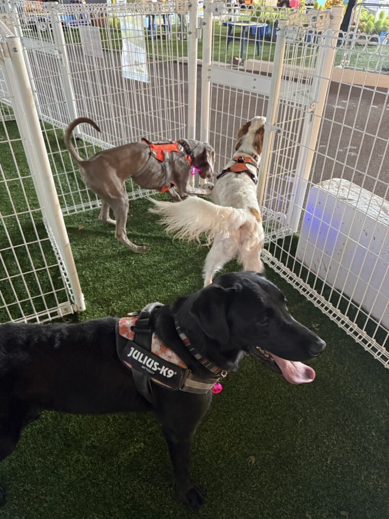 【エージェントたちのknightプール🐶】