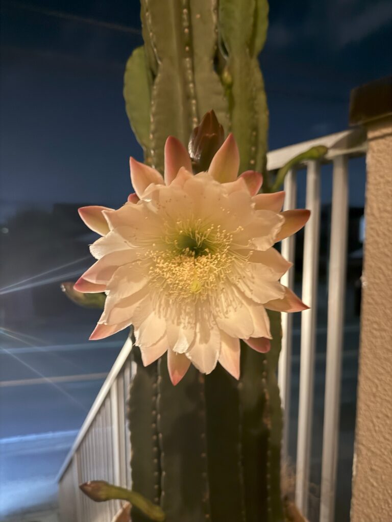 【西東京Buranchその２】つぼみ🌸🌸その後