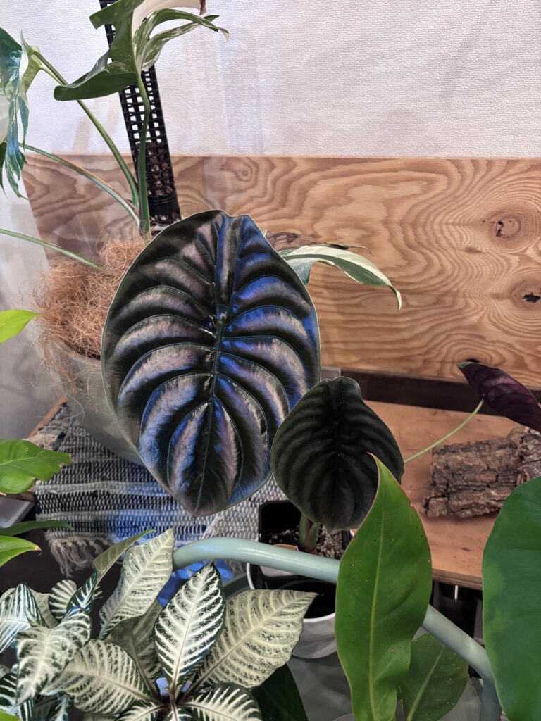 【西東京branch】新しい仲間✨