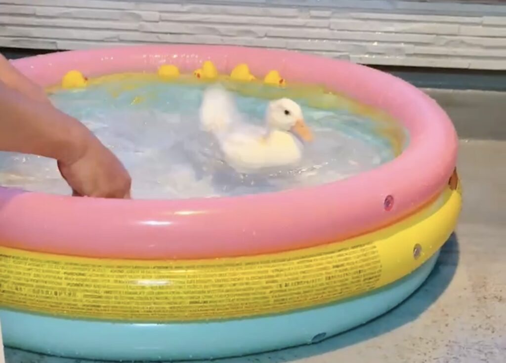 【PRエージェント】成長記🦆