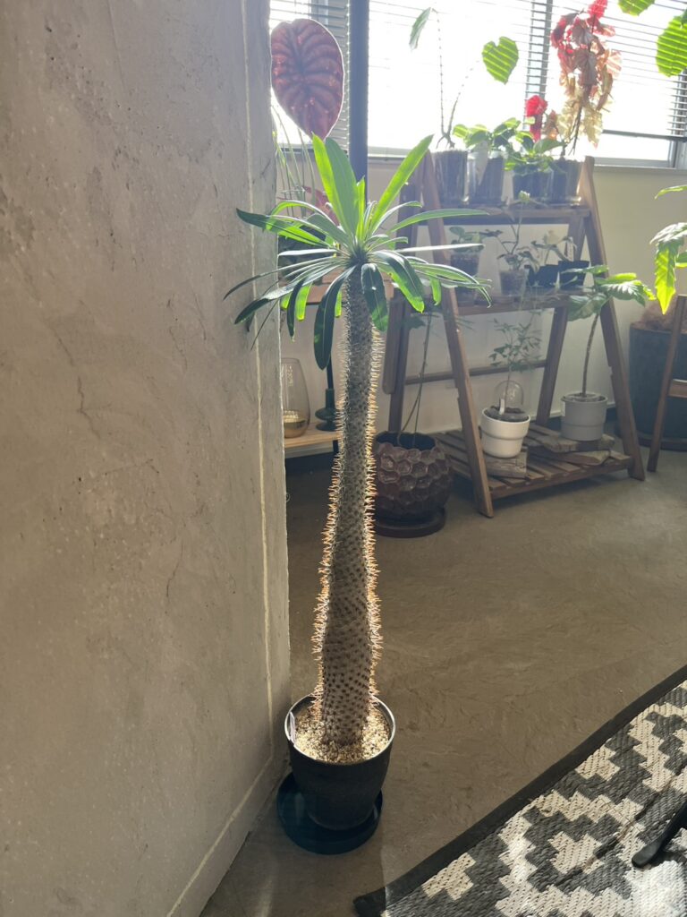 【西東京branch】新入りさん🍃